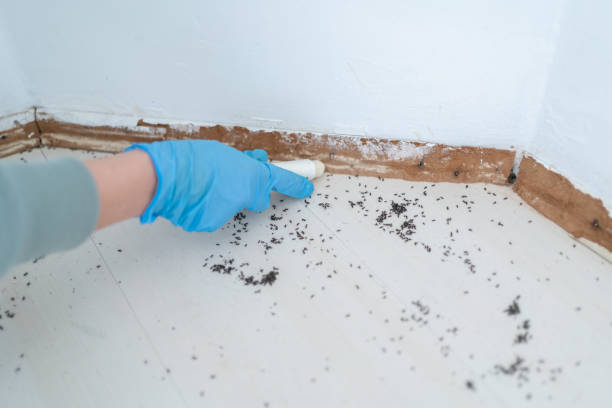 Wasp Removal Services in Cypress Lake, FL